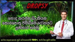 Dropsy රෝගය සුව කරමු  How to treat Betta Fish  Dropsy Treatments [upl. by Eilyk]