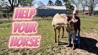 How to Help Your Horse Stand well for the Farrier Step 1 [upl. by Fritzie]