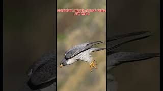 Bald eagle vs peregrine falcon trendingviralanimalsperegrinefalconbaldeagleattackspeed 🦅 [upl. by Mackintosh]