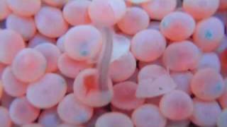 Salmon Eggs Hatching at Seymour Hatchery with intro [upl. by Irakuy]