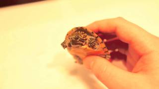 Stripeneck Musk Turtle  Pt 1 [upl. by Kalbli643]