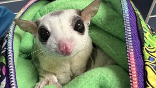 MSPCA has 33 sugar gliders up for adoption in Boston [upl. by Ellesig481]