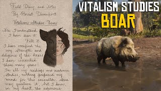 Vitalism Studies Pamphlet Boar Location  Boar Vitalism Gameplay RDR2 [upl. by Yraeg946]