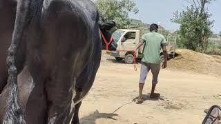 Girlando Cow Sold To Bawa Dairy Farm  Nurpur Punjab Within 1hr of Updating Video on YouTube [upl. by Nnaeirrac]