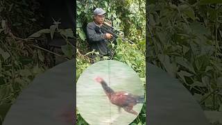 chicken shootingayam airgunshootingbirdhunting shortvideo [upl. by Aticnemrac109]