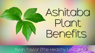 Ashitaba Plant Health Benefits Tomorrow Leaf [upl. by Nylesor]