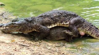 How Do Crocodiles Physically Mate Muggers of India [upl. by Etnaik637]