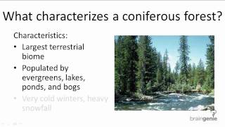 1816 What characterizes a coniferous forest [upl. by Borreri]