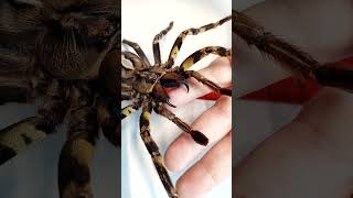 Poecilotheria ornata Ornamental tarantula [upl. by Hindorff]