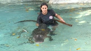 Florida Mom Wrestles Gators Even at 7 Months Pregnant [upl. by Evelyn]