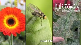 UGA Researchers Tackle Gerbera Daisy Pest [upl. by Eille]