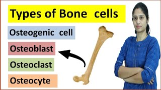 Types of Bone Cells  Osteoblast Osteocyte Osteoclast  Bone stem cell [upl. by Ymirej]