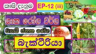 Agriculture science  ශාක රෝග වර්ග  බැක්ටීරියා  Bacteria Deseases  EP 12iii [upl. by Guillermo]