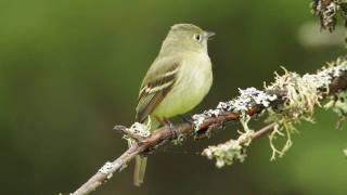 Yellowbellied Flycatcher [upl. by Wirth769]