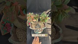 돌스테니아 철화 Dorstenia아프리카식물 구근식물 succulent succlents caudex plants [upl. by Anuaf]