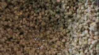 How To Sprout Raw Buckwheat Groats Ep239 [upl. by Rickard758]