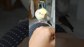 Cockatiel Demanding Scritches cockatiels funnyanimals shortsyoutube cockatielsing [upl. by Airlee]