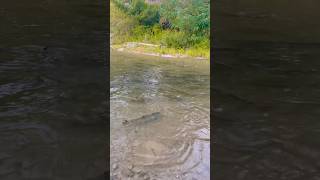 Salmon😍  Bowmanville Creek  Canada [upl. by Riddle]