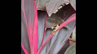 JUMP BACK AND PERCH on REDLEAF insects grasshopper jump back perch redleaf insecthabitat [upl. by Ihsar]