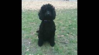 Black Miniature Poodle at the park [upl. by Bollay]