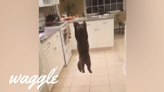 Flying Cats  Funny Pet Compilation [upl. by Howenstein]