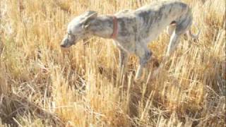 VIDEO DE GALGOS CORRIENDO LIEBRES [upl. by Ivel]