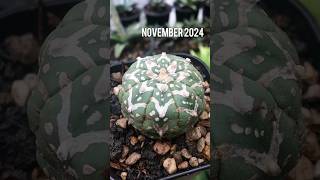 This Astrophytum V Type survived after 2 times in dehydrate condition astrophytum cactaceae [upl. by Towny]