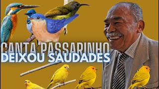 CANTA PASSARINHO  DEIXOU SAUDADES  VALDOMIRO SILVA  MUSEUMPCCOMBR [upl. by Cordelia653]