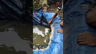 Alligator 🐊gar nda tank😢 കീറിച്ചു shots alligatorgar fish fishing fishtank [upl. by Tunk]