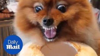 Feisty Pomeranian growls as it refuses to stop drinking from coconut [upl. by Kidder]