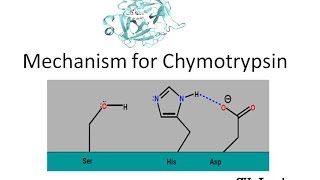 Mechanism of Chymotrypsin [upl. by Niamart]