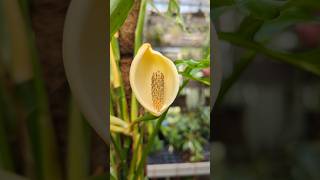 Monstera obliqua in Blüte zimmerpflanzen [upl. by Trygve392]