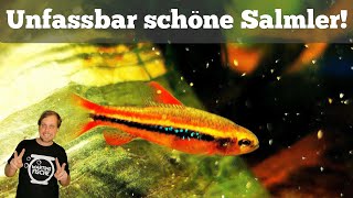 SUPER SCHÖNE SALMLER Schreibtischbiotop I Entwicklung und neuer Besatz  Poecilocharax weitzmani [upl. by Notsirb]