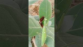 praying mantis vs other bugs  praying mantis eating bugs  The Praying Mantis Natures shortvideos [upl. by Robbie]