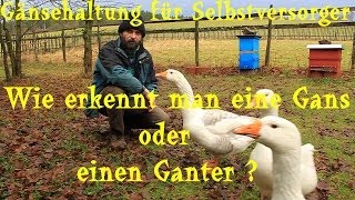 Gänsehaltung für Selbstversorger Wie erkennt man eine Gans oder einen Ganter [upl. by Gnuhc]