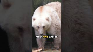 Grizzly and Polar Bears HybridShortsquot [upl. by Tronna]