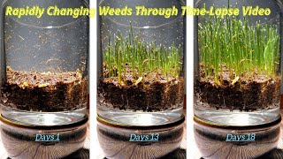 Astonished by the Rapid Growth of Weeds in TimeLapse [upl. by Lybis]