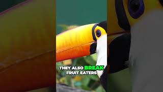 Fascinating Facts About Toucans Masters of the Forest shorts [upl. by Luane]