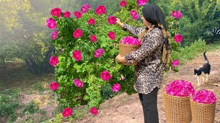 How to make jam collecting damask rose and making delicious jam in nature🌺 [upl. by Etnohs453]