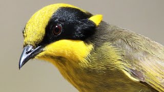 100 Birds of the Capertee Valley Australia – Includes stunning scenery and many bird behaviours [upl. by Warder]