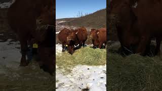 Great Looking Red Angus Seminal Heifers cows redangus heifers [upl. by Ahsats]