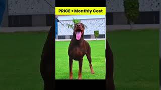 Doberman Price in india and Monthly Expenses 🐕 shorts doberman dog [upl. by Kirsti842]