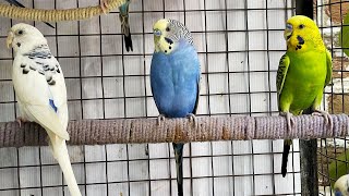 Budgie Parakeet Sounds to Brighten Your Day 🕊️🎶 [upl. by Llemej683]