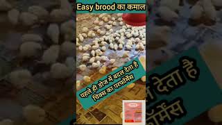 Easy brood medicine poultry shortsfeed shortvideo shorts [upl. by Enael]