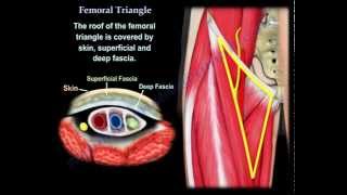 Femoral Triangle  Everything You Need To Know  Dr Nabil Ebraheim [upl. by Yendahc]