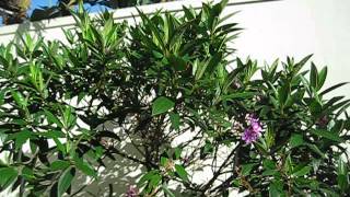 Tibouchina granulosa Purple Glory Tree [upl. by Yentiw]