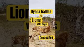 Hyena Battles Lions Wild Dogs and Crocodiles animals wildlife growth [upl. by Cheston]