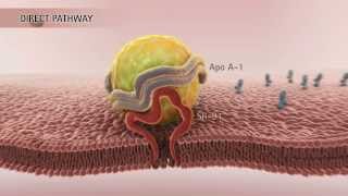 HDL amp Reverse Cholesterol Transport HD [upl. by Petua649]