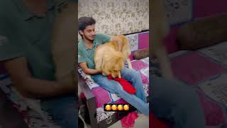 newsong song music punjabisong love doglover labrodar funny labrodarlover [upl. by Jarvis94]