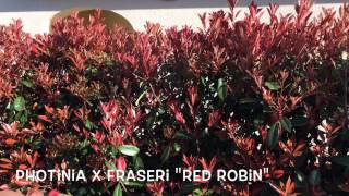 Photinia x fraseri quotRed Robinquot Garden Center online Costa Brava  Girona [upl. by Mandler395]